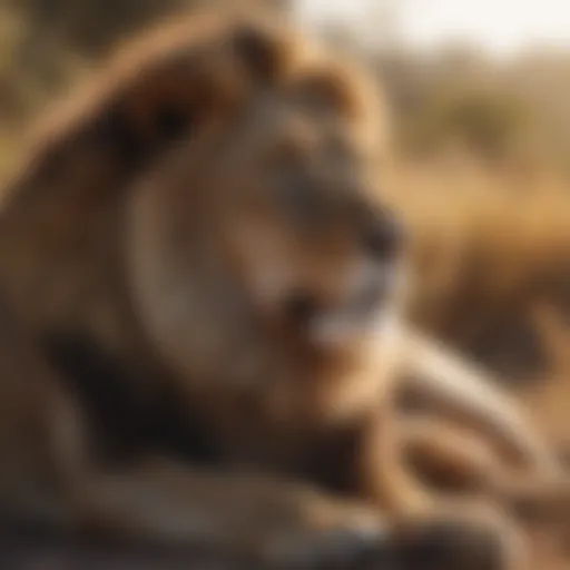 Majestic lion resting in the savannah