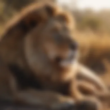 A Majestic Lion in Its Natural Habitat Majestic lion resting in the savannah