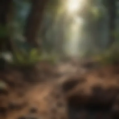 Rich soil of the rainforest indicating biodiversity and decay.
