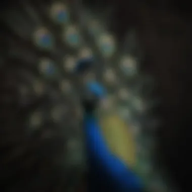 Graceful Congo Peacock displaying its tail feathers