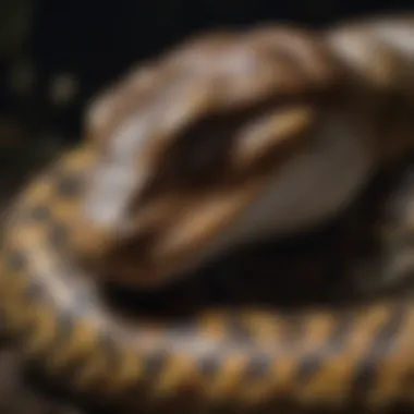 Conservation Strategies for Burmese Pythons Conservation efforts aimed at controlling Burmese python populations