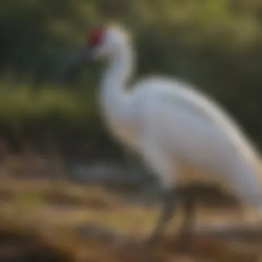 Conservation Efforts for Whooping Crane