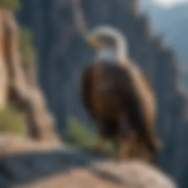 Cool eagle perched on a rugged cliff overlooking its domain