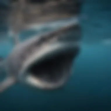 Cooperative Feeding Behavior of Whale Sharks Whale shark's cooperative feeding behavior