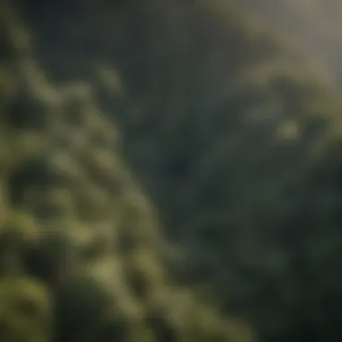 Costa Rican Aerial View of Rainforest Canopy