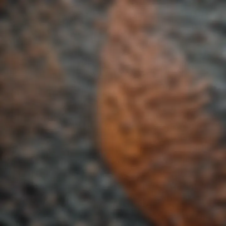 Close-up of Intricate Nature Patterns