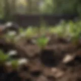 Green sprouts emerging from compost