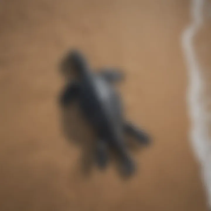 Bird's eye view of crocodile approaching leatherback sea turtle on shore