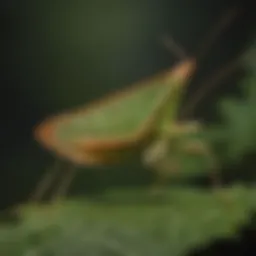 Curious Leaf Mimic Katydid in Action