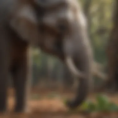 Elephant Chewing Leaves