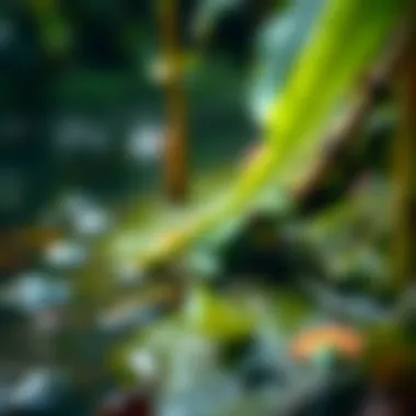 Dart Frog Near a Water Source A dart frog resting beside a water source in a tropical rainforest
