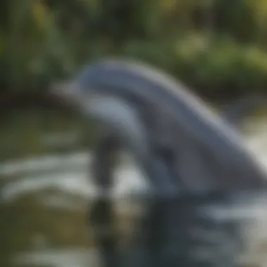 Intricate Communication Patterns Dolphin communication patterns