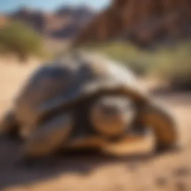 Desert Tortoise Showing Unique Behavior Patterns Desert Tortoise Showing Unique Behavior Patterns