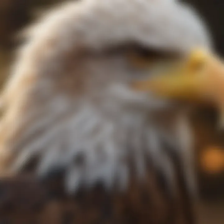 Detailed View of Bald Eagle's Feathers