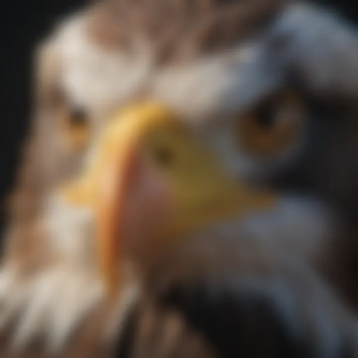 Detailed Close-Up of a Bald Eagle's Piercing Eyes