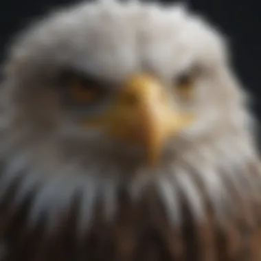 Detailed Feathers of an Eagle