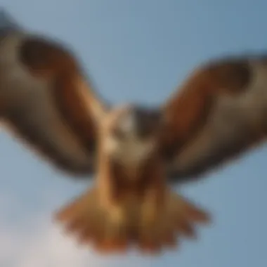 Detailed view of red-tailed hawk's impressive wingspan