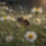 Illustration showing a bee and a field of flowers