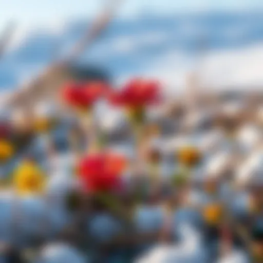 Vibrant Arctic wildflowers blooming amidst snow