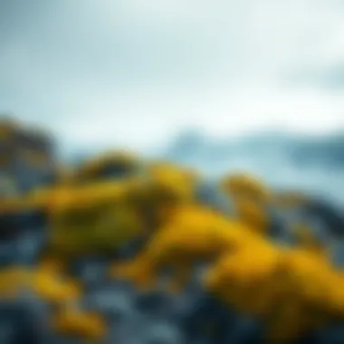 Lichens and Mosses in the Arctic Lichens and mosses covering rocky terrain in the Arctic