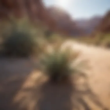 Colorful desert landscape with unique flora