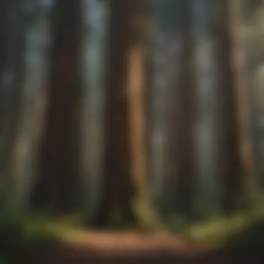 Lush redwood forest showcasing towering trees