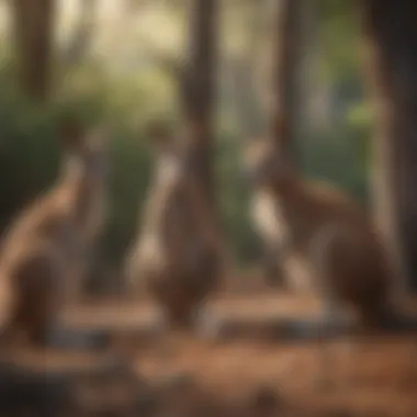 Kangaroos in Their Natural Habitat A group of kangaroos lounging in a natural setting within Sydney's wildlife