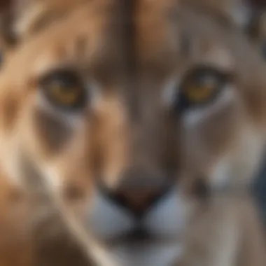 Captivating Eyes of a Mountain Lion Close-up of a mountain lion's captivating eyes