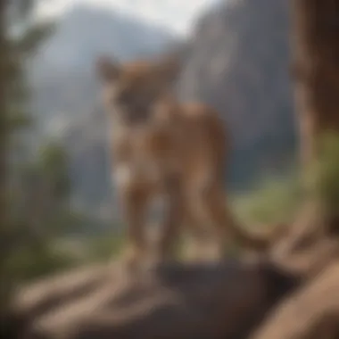 Mountain Lion in Natural Habitat Mountain lion in its natural habitat, showcasing its environment