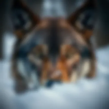 Close-up of a wolf's piercing eyes in a snowy landscape