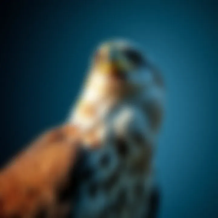 A fierce eagle embodying vision and ambition