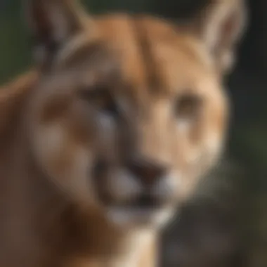 Map showing the geographical distribution of cougars and mountain lions