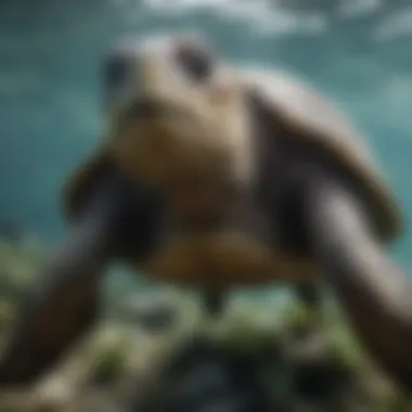 Fragile Ecosystems Under Threat Distressed Sea Turtle in Polluted Waters