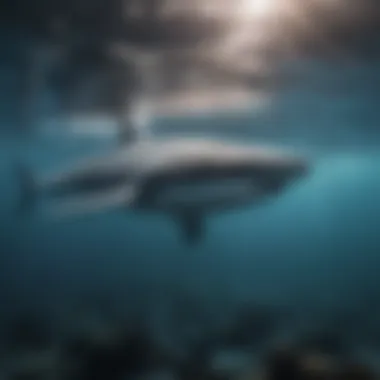 Divers observing a massive whale shark in its natural habitat