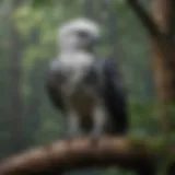 Majestic Harpy Eagle perched on a branch in the rainforest