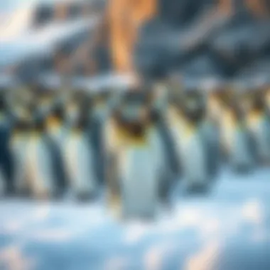 A captivating view of a colony of penguins in their natural Antarctic habitat