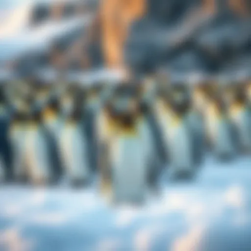 A captivating view of a colony of penguins in their natural Antarctic habitat