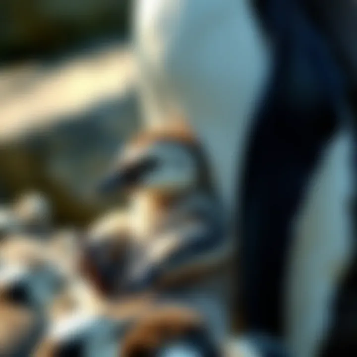 A close-up of a penguin chick being nurtured by its parent in a coastal habitat