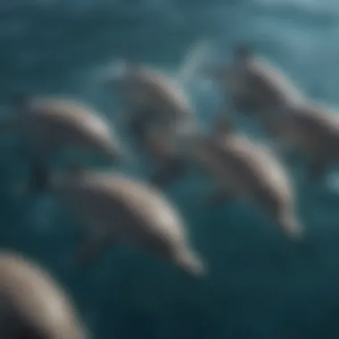 Understanding Dolphin Pods An illustration of a dolphin pod demonstrating their social structure and communication