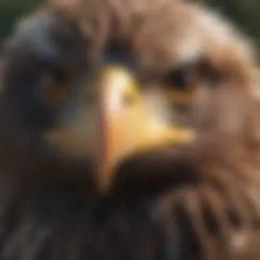 Keen Eyesight of Eagles Eagle Eye Close-up showing Sharp Gaze