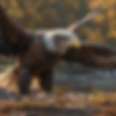 Eagle Hunting with Precision and Focus