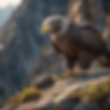 Summit Haven Eagles nesting on a rugged mountain peak