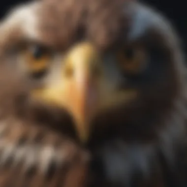 Close-up of Eagle's Piercing Eyes