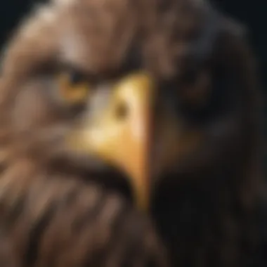 Close-up of an eagle's piercing gaze