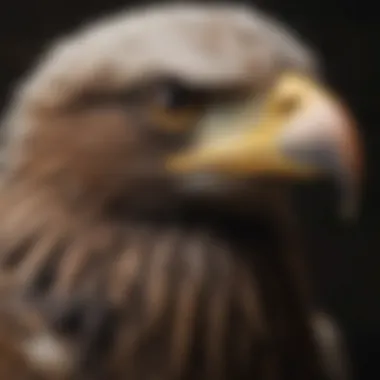 Detailed View of Eagle's Powerful Beak