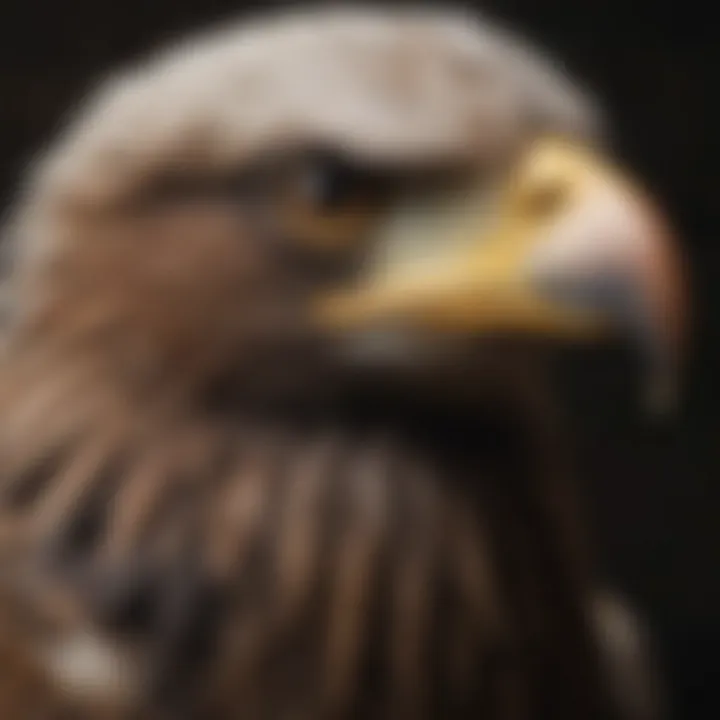 Detailed View of Eagle's Powerful Beak