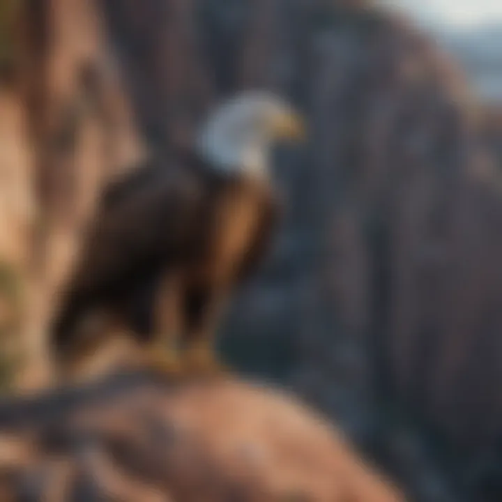 American Eagle Perched on Rocky Cliff