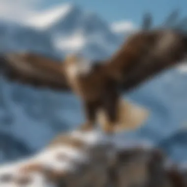 Eagle soaring gracefully against a backdrop of snow-capped mountains