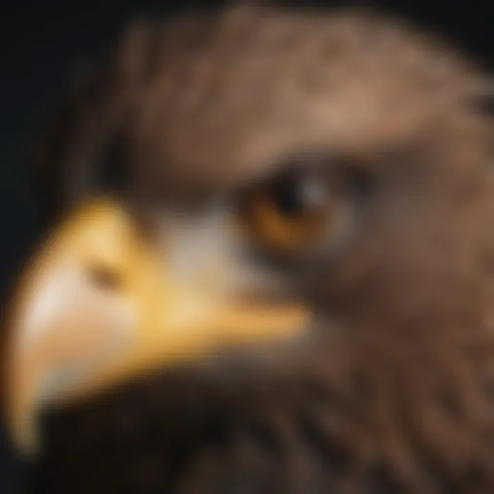 Close-up of eagle's sharp, focused eyes