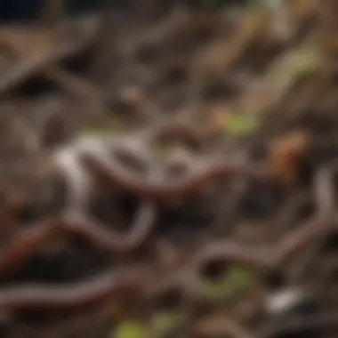 Earthworms working in compost pile